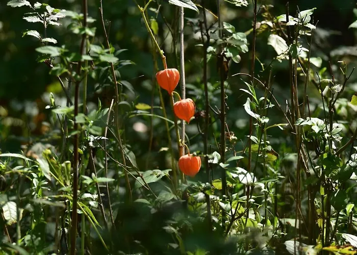 Appartement Citellus Dunasziget